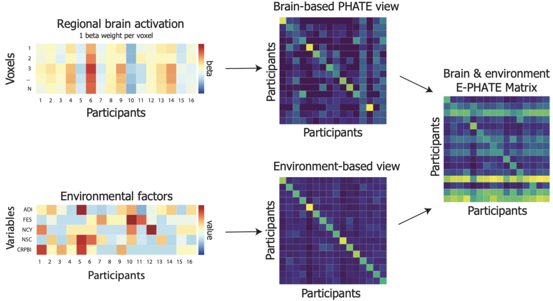 Exogenous-PHATE analyses logo