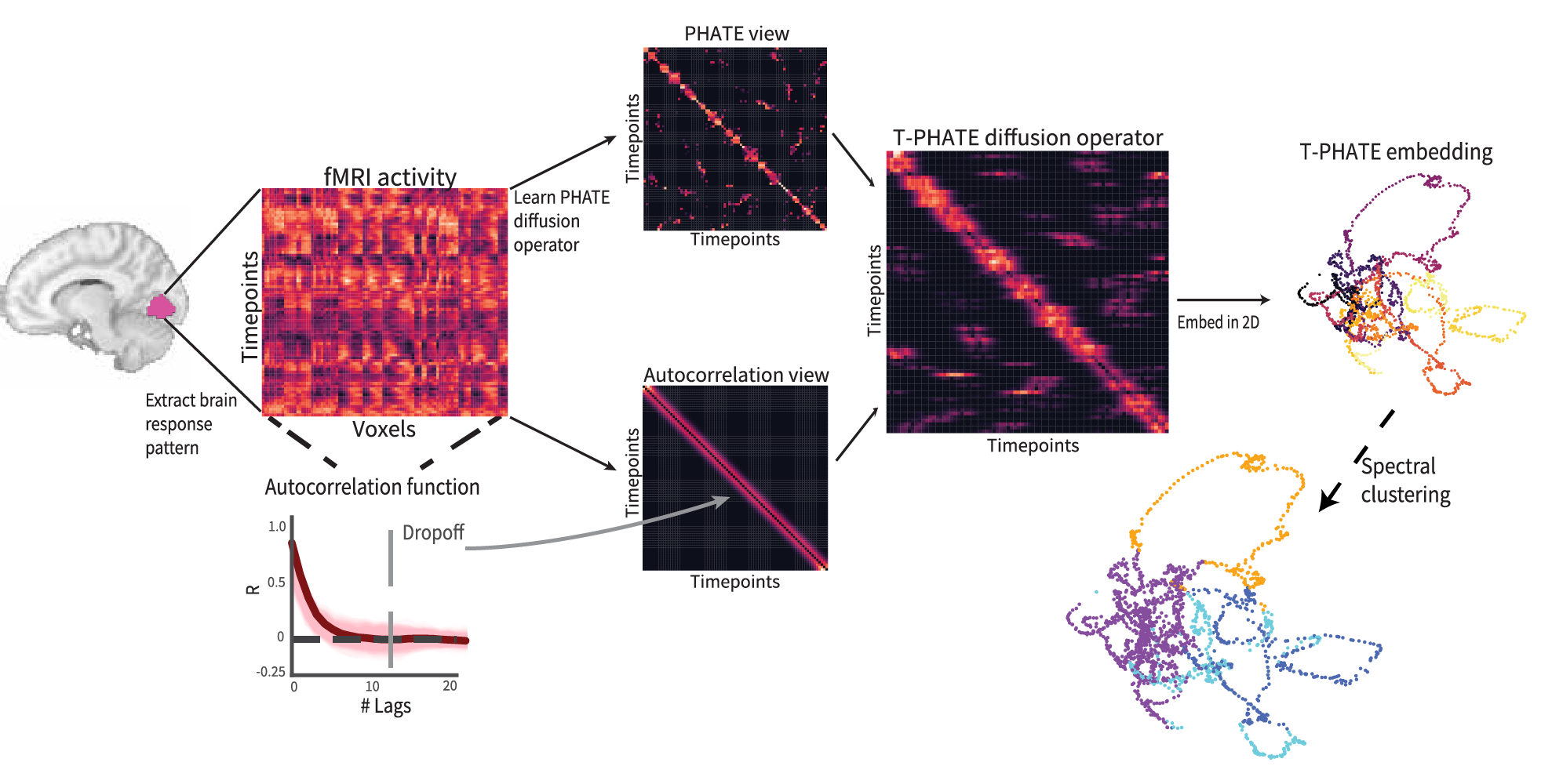 Temporal-PHATE analyses logo